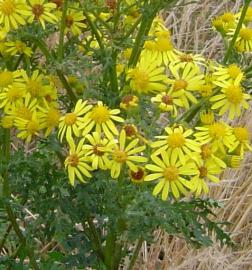 Ragwort (Jacobaea vulgaris)